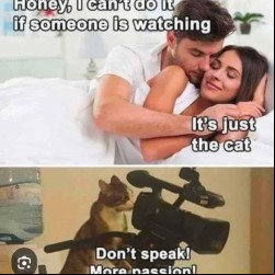 Cats